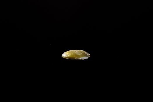 Pumpkin Seed on a black background