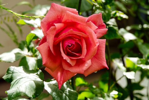 Rose bush in bloom at natural outdoor garden