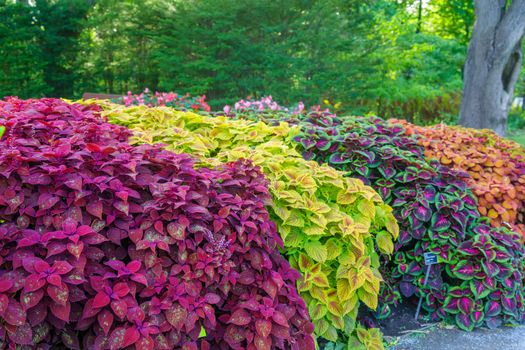 View of the Botanical Gardens, in Montreal, Quebec, Canada