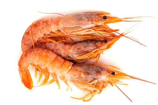 Three raw shrimp langostino isolated on white background