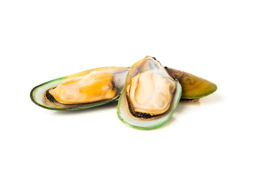 Three Female New Zealand greenshell mussels studio isolated on white background