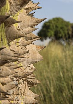 Close-up detail of large trunk on silk floss tree ceiba speciosa with spiky thorns and grass meadow background