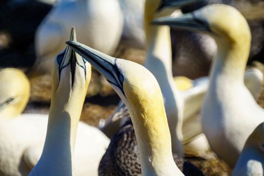 Gannet birds in the Bonaventure Island, near Perce, at the tip of Gaspe Peninsula, Quebec, Canada