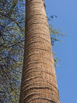 Close-up detail of large vertical date palm tree trunk with textured bark