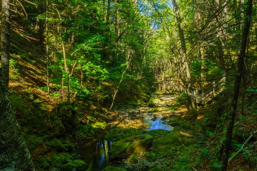 Views along the Dickson Falls trail, in Fundy National Park, New Brunswick, Canada