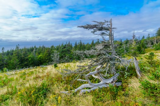 Views of the skyline trail, in Cape Breton Highlands National Park, Nova Scotia, Canada