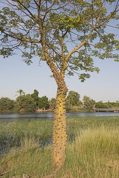 Silk floss tree ceiba speciosa with spiky thorns and leafy canopy growing in meadow on bank of large african river landscape
