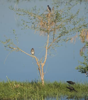 Adult night heron and a juvenile nycticorax nycticorax wild birds stood on tree top by large river with glossy ibis Plegadis falcinellus in grass reeds