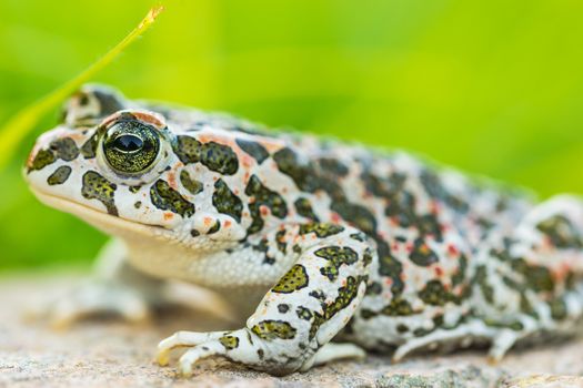 Close-up of portrait of green toad