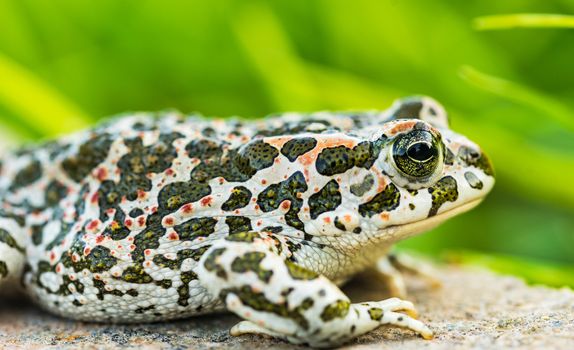 Portrait of green toad