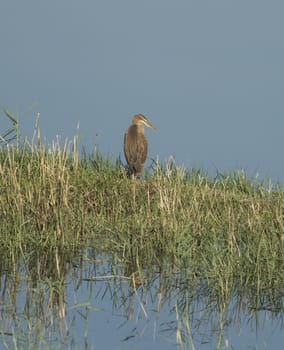 Juvenile purple heron ardea purpurea wild bird stood on river bank marshland with grass reeds in foreground and reflection
