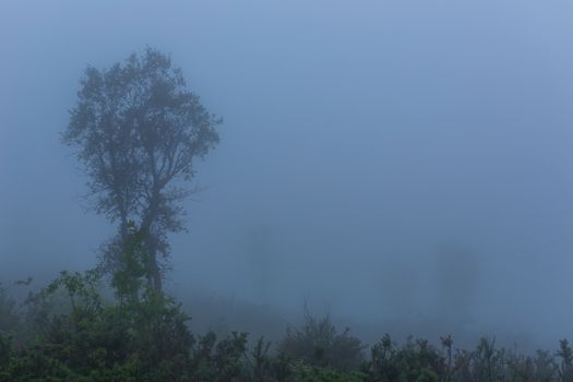 Fog in the forest at the portuguese national park, Geres, Portugal