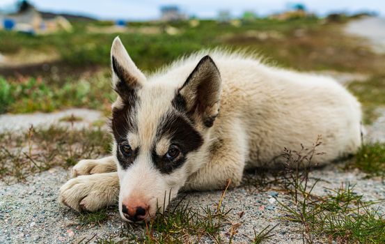 Greenland dog - a husky sled dog puppy in Ilulissat Greenland. Juvenile dog sled dog cute and adorable looking at camera in summer nature landscape on Greenland.