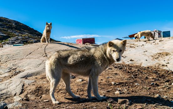 Greenland dogs - husky sled dog in Ilulissat Greenland. Greenlandic dog sled dog in summer nature landscape on Greenland.
