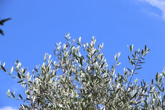 View of the olive grove on the shore of lake Garda in Italy
