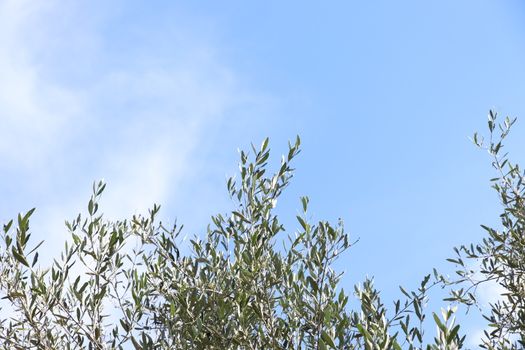 View of the olive grove on the shore of lake Garda in Italy