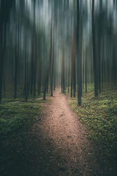 narrow empty road through dark pine forest