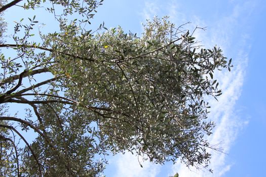 View of the olive grove on the shore of lake Garda in Italy