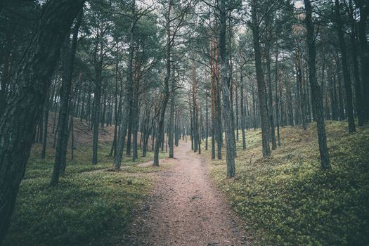 narrow empty road through dark pine forest