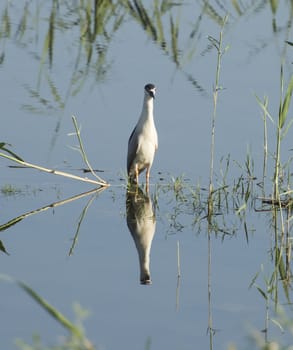 Night heron nycticorax nycticorax wild bird stood in water of river bank marshland wetlands with grass reeds and reflection