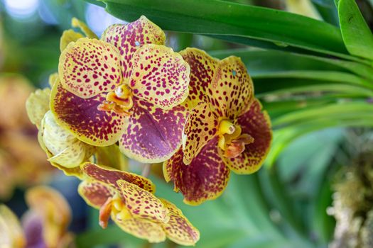 Orchid flower in orchid garden at winter or spring day for beauty and agriculture design. Vanda Orchidaceae.