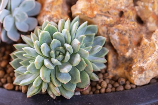 Succulents or cactus in desert botanical garden for decoration and agriculture design.