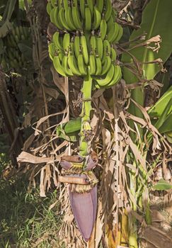Closeup of banana plant musa acuminata with bunch of fruit and large purple flower hanging in plantation