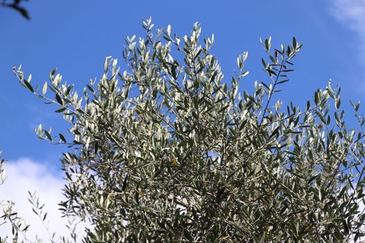 View of the olive grove on the shore of lake Garda in Italy
