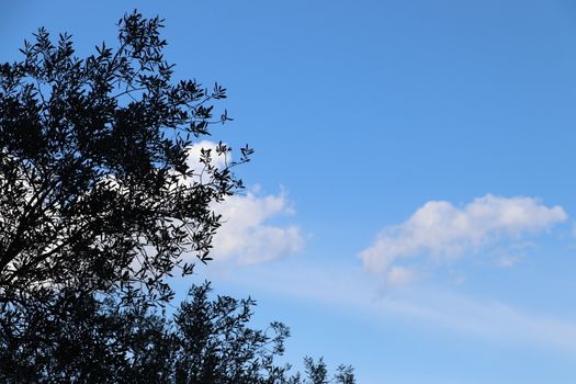 View of the olive grove on the shore of lake Garda in Italy