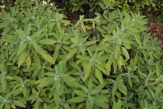 Sage (Salvia officinalis) , a medicinal plant, also called medicinal herb. Sage is an aromatic plant