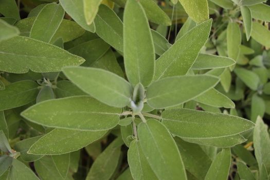 Sage (Salvia officinalis) , a medicinal plant, also called medicinal herb. Sage is an aromatic plant