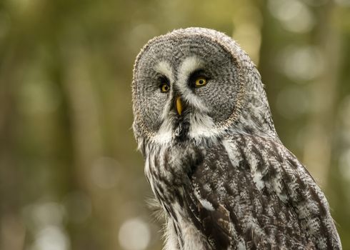 UK, Sherwood Forrest, Nottinghamshire  Birds of Prey Event - October 2018: Great Grey Owl in captivity. The great grey owl is documented as the world's largest species of owl by length