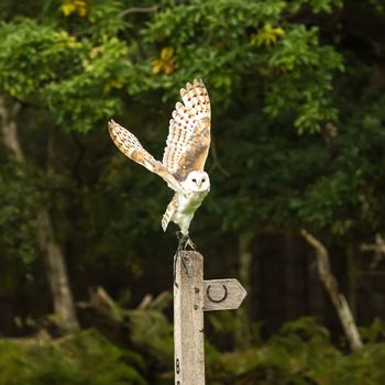 UK, Sherwood Forest, Nottinghamshire ,October 2018 - British Barn Owl sitting on a bridal path post