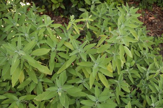 Sage (Salvia officinalis) , a medicinal plant, also called medicinal herb. Sage is an aromatic plant