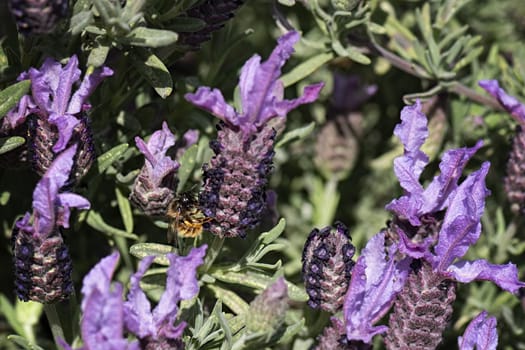 UK, Leicestershire - May 2019: Bee collecting pollen from French Lavender, Macro
