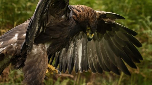 UK, Sherwood Forrest, Nottinghamshire  Birds of Prey Event -  October 2018: Golden Eagle in captivity rousing his feathers. Eddie is part of a UJK Golden Eagle breeding and concervsation program.