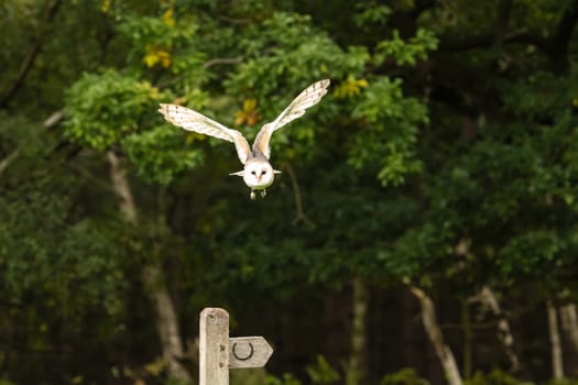 UK, Sherwood Forest, Nottinghamshire, October 2018 - British Barn Owl in flight