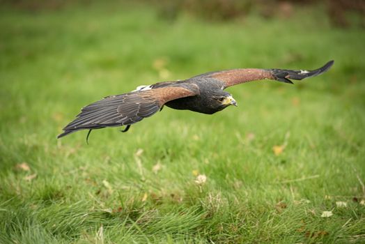 UK, Sherwood Forrest, Nottinghamshire  Birds of Prey Event -  October 2018: Harris Hawk in captivity
