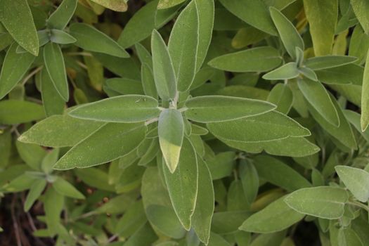 Sage (Salvia officinalis) , a medicinal plant, also called medicinal herb. Sage is an aromatic plant