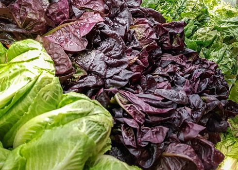 USA, Boston - January 2018 - Mixed lettuces and cabbages on display in the local market