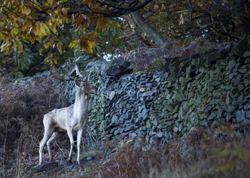 UK, Bradgate Park - October 2017: Free roaming deer at the country park - moving through the forest, following a dry stone wall