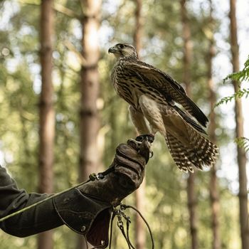 UK, Sherwood Forrest, Nottinghamshire  Birds of Prey Event - October 2018: Juvenile Gyr Peregrine in captivity. The name Gyrfalcon may be a hybrid of the Old High German word gir, meaning vulture, and the Latin falx, a farm tool with a curved blade, a reference to the bird’s hooked talons.