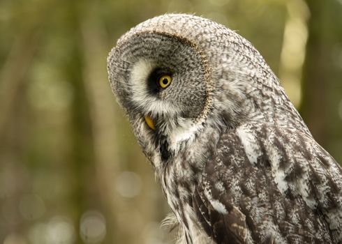 UK, Sherwood Forrest, Nottinghamshire  Birds of Prey Event - October 2018: Great Grey Owl in captivity. The great grey owl is documented as the world's largest species of owl by length