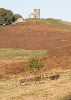 UK, Bradgate Park - October 2017: Free roaming deer at the country park - grazing on open grass land