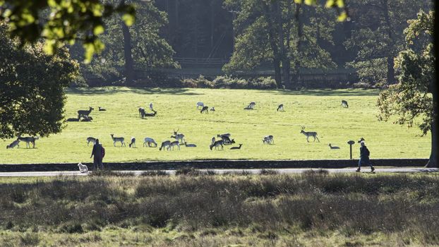 UK, Bradgate Park - October 2017: Free roaming deer at the country park - grazing on open grass land next to a footpath