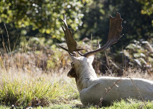 Free roaming deer at the country park - a white buck injured fromthe UK, Bradgate Park - October 2017: rut recovers away form the herd