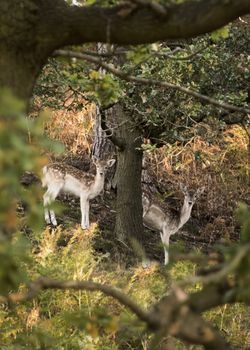 UK, Bradgate Park - October 2017: Free roaming deer at the country park - herd moving through the forrest