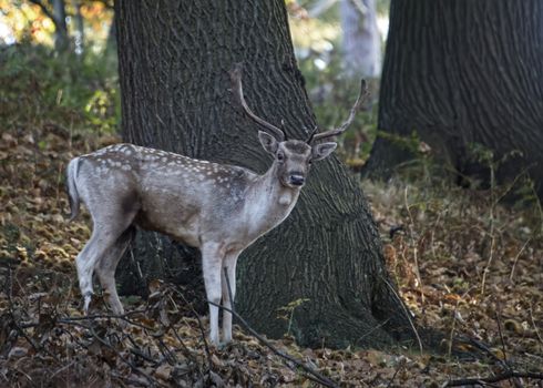 UK, Bradgate Park - October 2017: Free roaming deer at the country park  - lone deer
