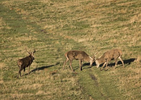 UK, Bradgate Park - October 2017: Free roaming deer at the country park - rutting on open grass land