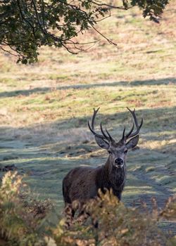 UK, Bradgate Park - October 2017: Free roaming deer at the country park  - lone deer